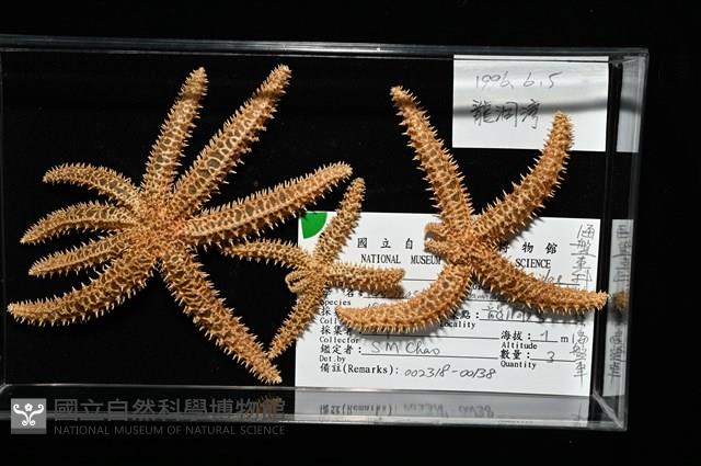 尖棘篩海盤車藏品圖，第24張