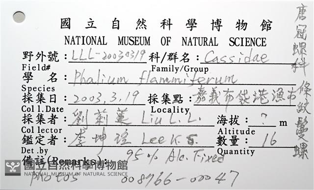 條紋鬘螺藏品圖，第23張