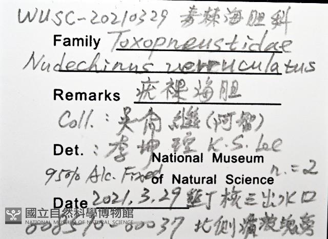 疣裸海膽藏品圖，第24張
