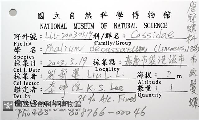 布紋鬘螺藏品圖，第24張