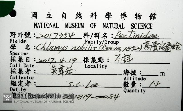 高貴海扇蛤藏品圖，第24張