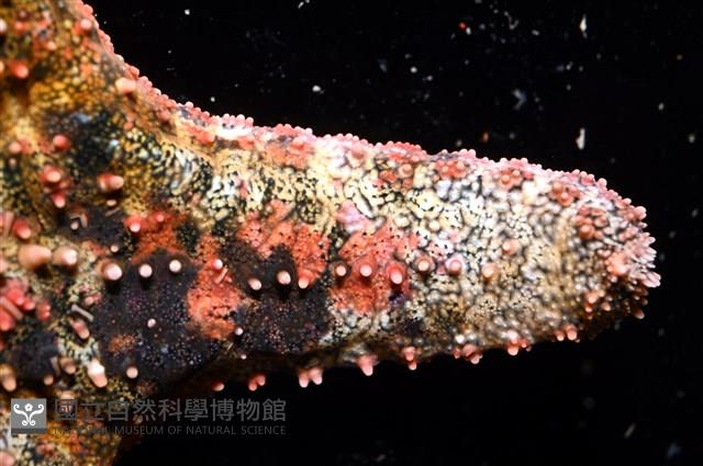 未知種瘤海星藏品圖，第24張