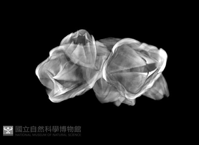 薄殼藤壺藏品圖，第24張