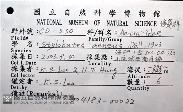 造殼海葵之一種藏品圖，第24張