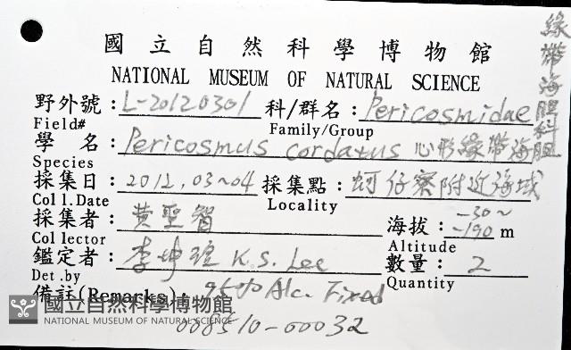 心形緣帶海膽藏品圖，第24張