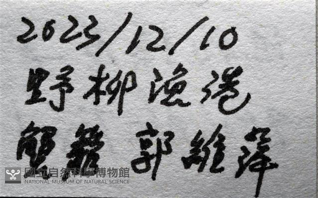 鞭枝蛇尾藏品圖，第36張