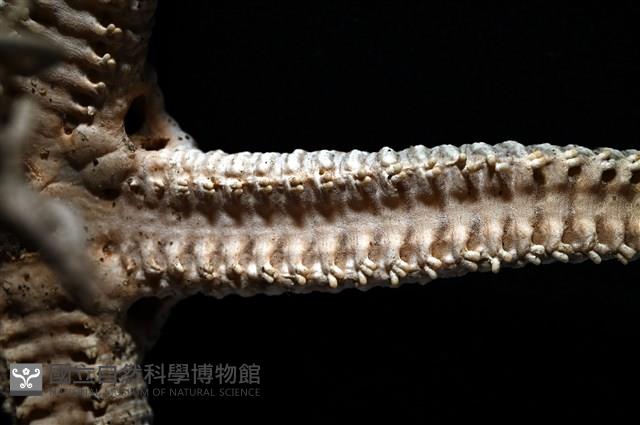鞭枝蛇尾藏品圖，第16張