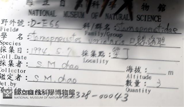 口鰓海膽藏品圖，第16張