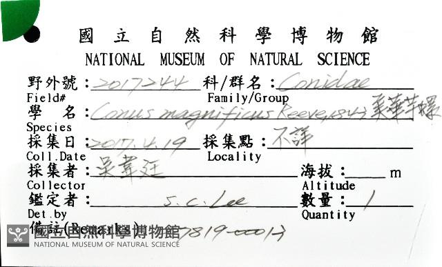 美華芋螺藏品圖，第16張