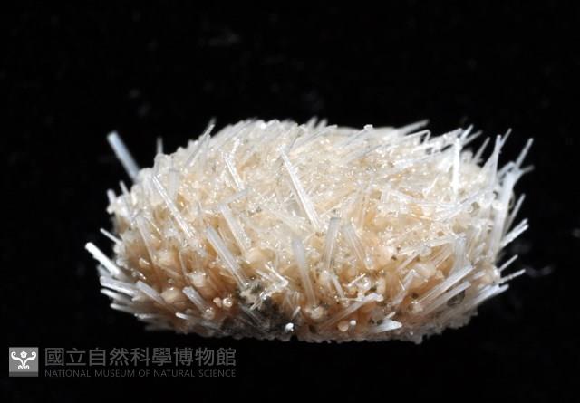 艾氏鋸海膽藏品圖，第16張