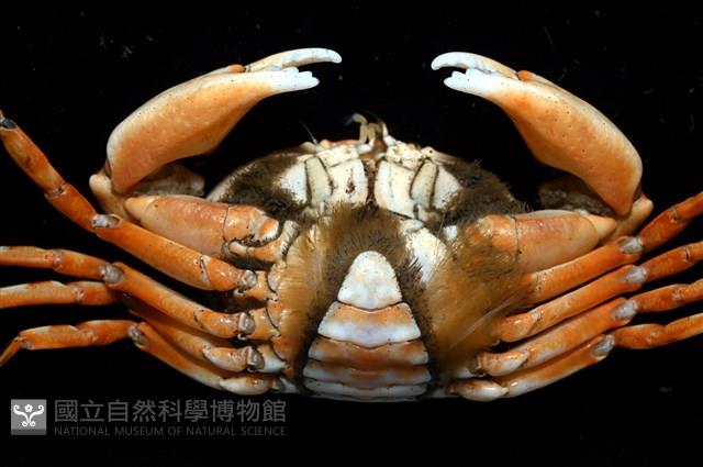 紅斑斗蟹藏品圖，第16張