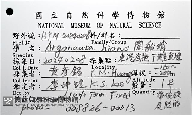 闊船蛸藏品圖，第16張