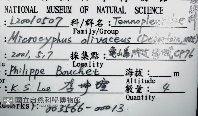 褐駝海膽藏品圖，第16張