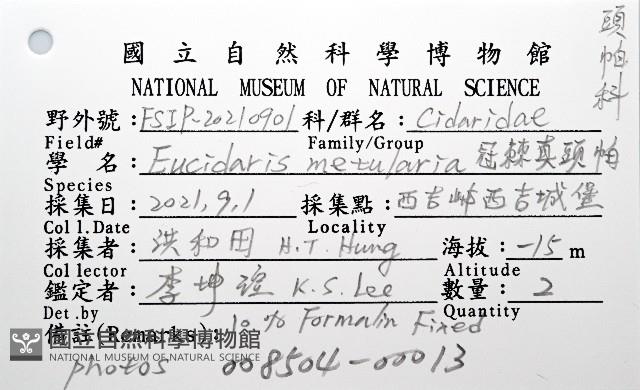 冠棘真頭帕海膽藏品圖，第16張