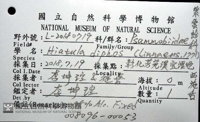 西施舌藏品圖，第16張