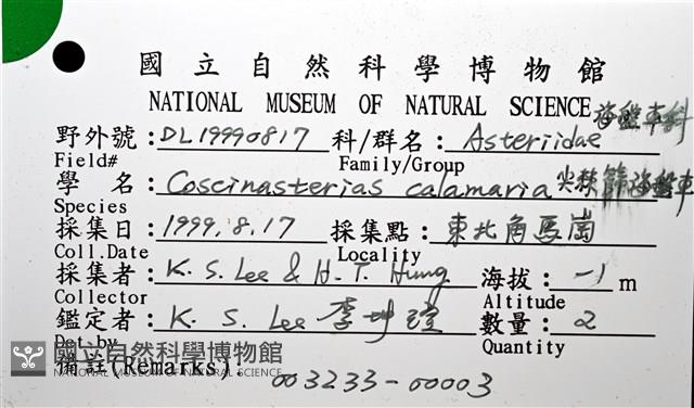 尖棘篩海盤車藏品圖，第16張