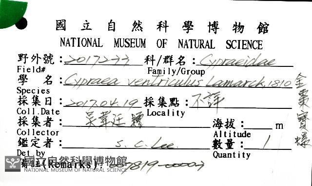 金棗寶螺藏品圖，第16張