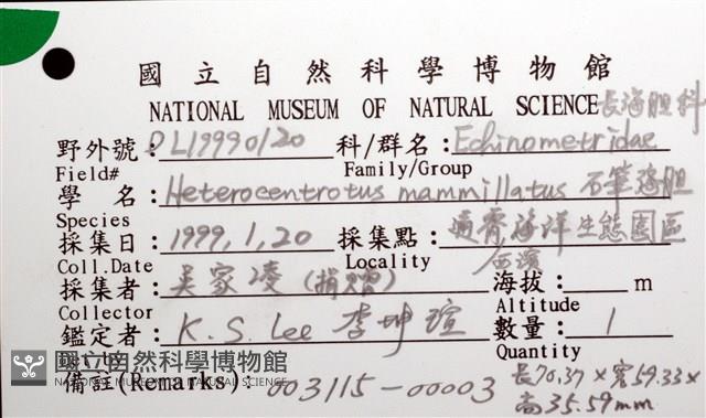 石筆海膽(鉛筆海膽)藏品圖，第16張