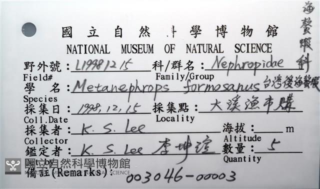 臺灣後海螯蝦藏品圖，第16張