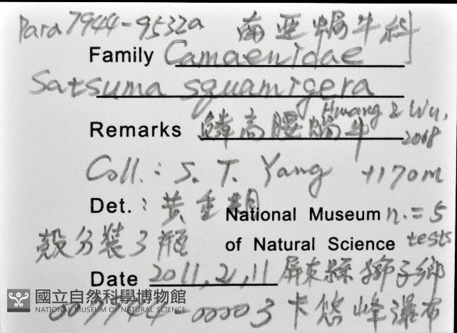 鱗高腰蝸牛(鱗菱蝸牛)藏品圖，第16張