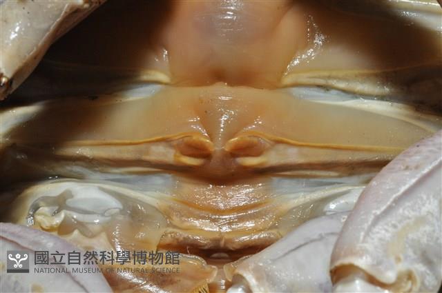 詹姆士巨深水虱藏品圖，第16張
