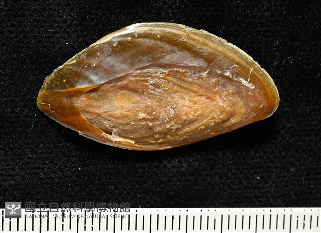 彩繪型深溝鳳螺藏品圖，第16張