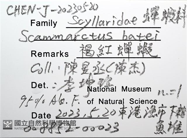 褐紅蟬蝦藏品圖，第16張