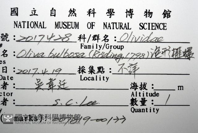 泡形榧螺藏品圖，第16張