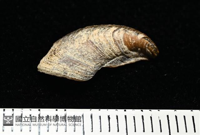 短拳螺藏品圖，第16張