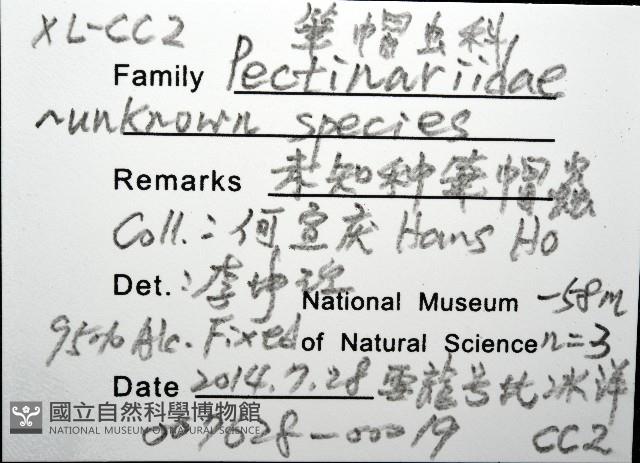 未知種筆帽蟲藏品圖，第16張