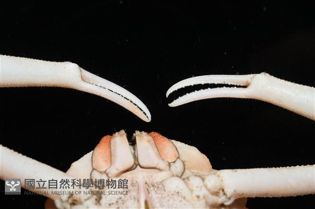 泡粒長螯蟹藏品圖，第16張