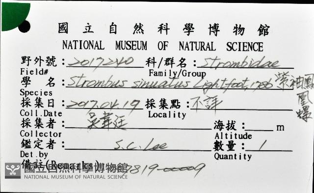 紫袖鳳凰螺藏品圖，第16張