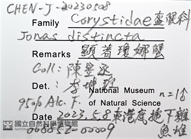 顯著瓊娜蟹藏品圖，第16張
