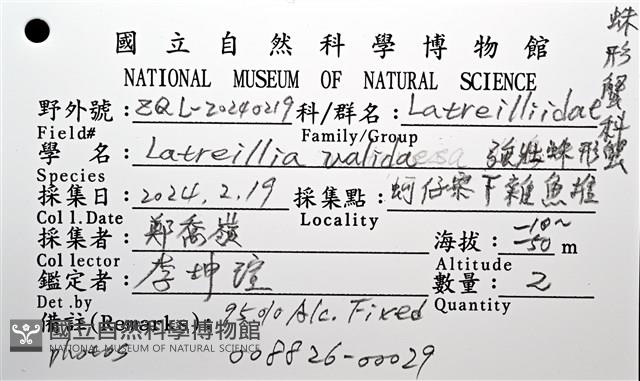 強壯蛛形蟹藏品圖，第16張