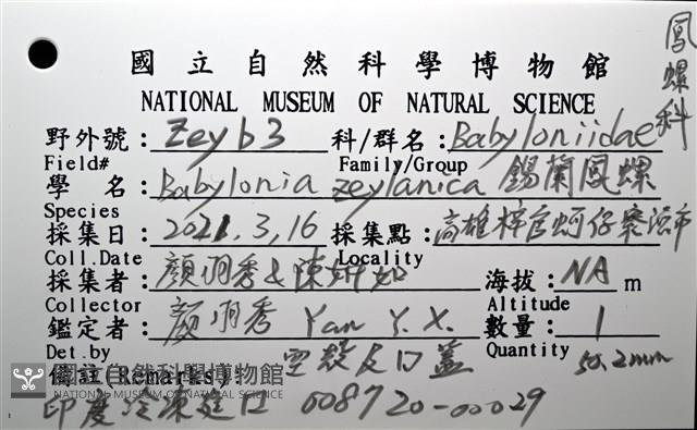 錫蘭鳳螺藏品圖，第16張