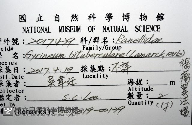 褐廇翼法螺藏品圖，第16張