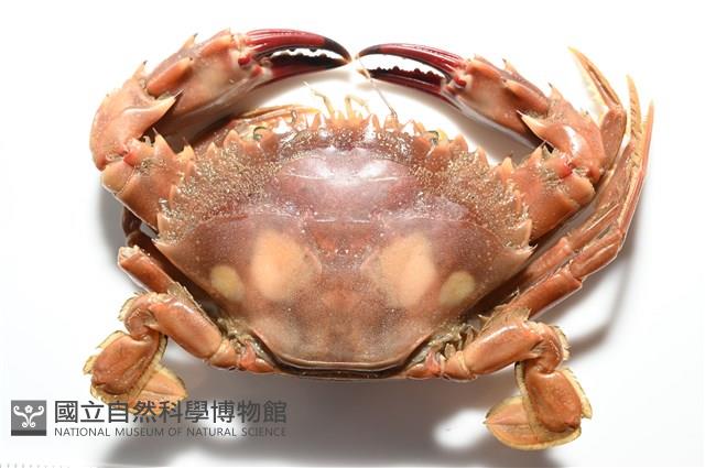 晶瑩蟳藏品圖，第15張