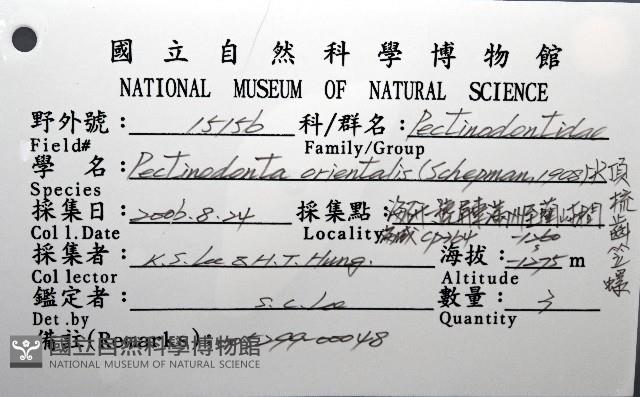 尖頂梳齒笠螺藏品圖，第16張
