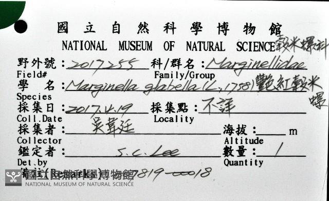 艷紅穀米螺藏品圖，第16張