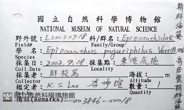寄居蟹鞘群海葵藏品圖，第16張