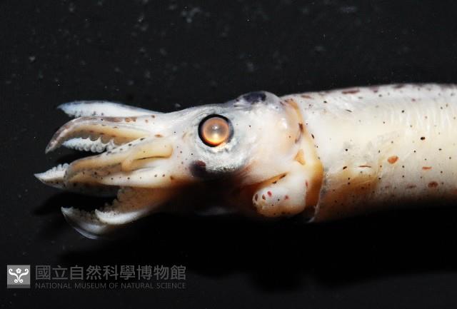 奧蘭鳶柔魚藏品圖，第16張