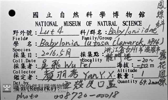 霧花鳳螺(華南鳳螺)藏品圖，第16張