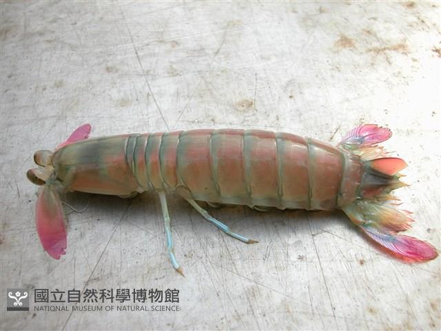 脊尾齒指蝦蛄藏品圖，第16張