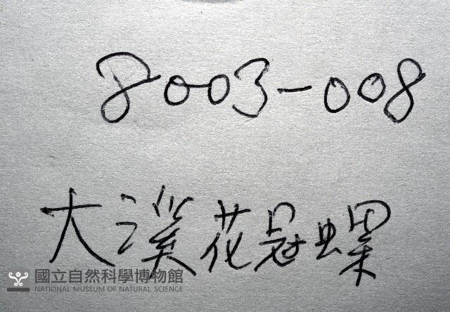 大溪花冠螺藏品圖，第16張