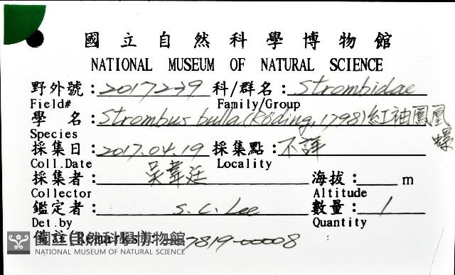 紅袖鳳凰螺藏品圖，第16張