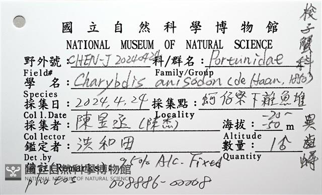異齒蟳藏品圖，第16張
