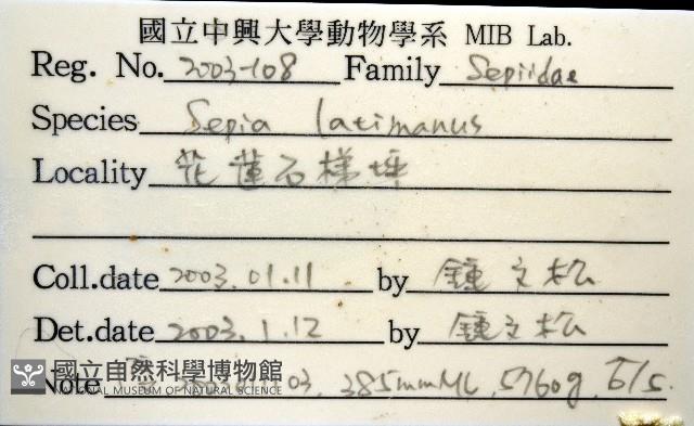 白斑烏賊藏品圖，第16張
