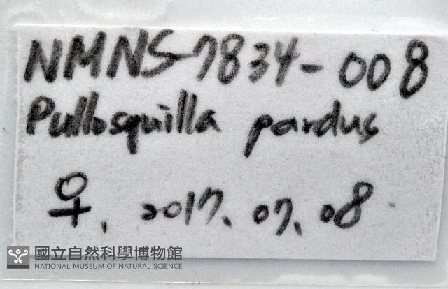 豹斑幼嫩蝦蛄藏品圖，第16張