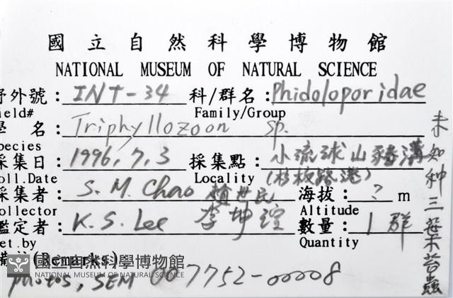 未知種三葉苔蟲藏品圖，第16張