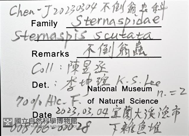 不倒翁蟲藏品圖，第16張
